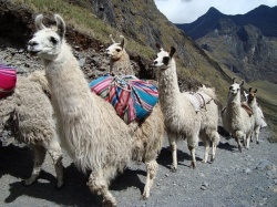 Llamas