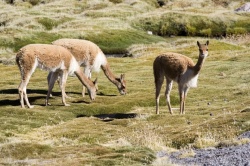 Vicuñas