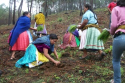 Mujeres Purhépecha de Capacuaro reforestando el cerro de La Cruz - México