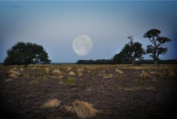 Caldén y luna llena