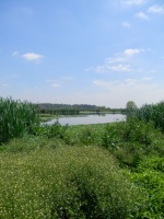 Laguna de Rocha: el agua, el verde, la Vida en peligro de muerte.