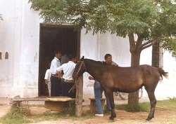 "Reboredo", "Cóceres", "Sánchez" y "Rodríguez" (de espaldas y semioculto por el noble cuadrúpedo