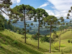 Araucaria.