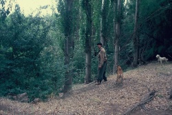 "Ya a medida que las perradas fueron haciéndose más duchas y de un tamaño que permitían sujetar firmemente a los bravos y peligrosos barracos (jabalíes) el hombre estudió el comportamiento de estos animales en la franca lidia, y entonces echó, sí, pie a tierra con su cuchillo en la mano, y a veces en la otra cojinillo, carpincho o campera para cubrir la posible atropellada del empacado" ( A.H. pag. 91) En la foto, tomada por Ricardo Acebal, Ángel y sus perros van por un "barraco" oculto en un monte, a la vera del Río Negro.